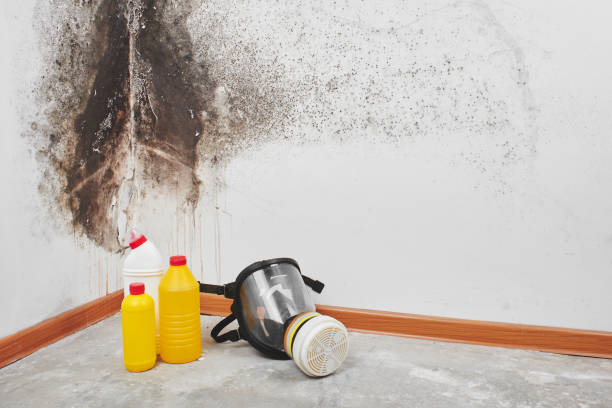 Best Residential Mold Removal  in Casselton, ND