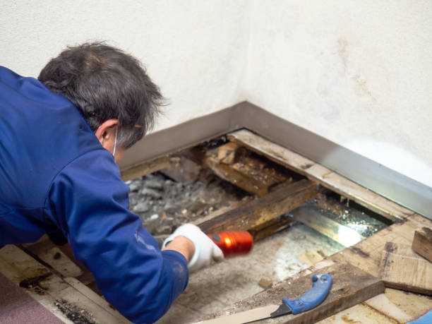 Best Professional Mold Removal  in Casselton, ND