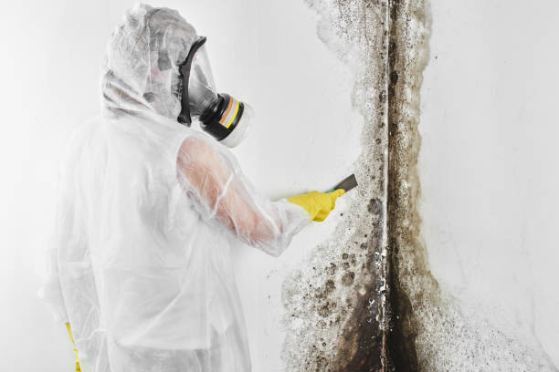 Office Mold Removal Services in Casselton, ND