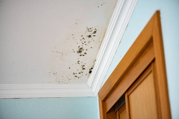 Crawl Space Mold Removal in Casselton, ND