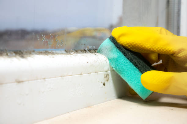 Best Black Mold Removal  in Casselton, ND